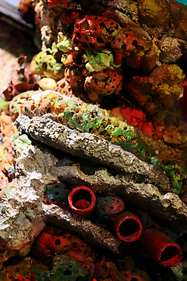 포토 JPG 해외이미지 여자 야생동물 스포츠 바다 과학 열대 생물 스트레스 어류 풍경 사람없음 빨간색 물 파란색 컬러풀 환경 수중 수영 젖음 흰색 잡기 스노클링 산호 생태계 다이빙 생물학 인도네시아 지느러미 태평양 암초 내추럴 깊이 무료 해외202004 해외포토 자연요소 동물 교육 아시아 컬러 모션 사람 수중동물 수상스포츠 자포동물 수중스포츠 파일형식 이미지허브