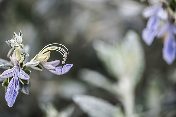 포토 JPG 해외이미지 식물 꽃잎 꽃 잎 사람없음 물 정원 다양 에너지 성장 맛 수분 제비꽃 가득함 원예 꽃가루 꿀 로즈메리 정맥 영양분 해외202004 해외포토 자연요소 다수 컨셉 취미 가루 허브 혈관 파일형식 이미지허브