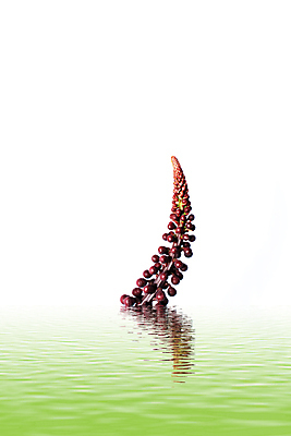 포토 JPG 해외이미지 식물 전통 계절 꽃잎 꽃 백그라운드 잎 꽃무늬 패턴 자연 벽지 추상 사람없음 장식 빛 컬러풀 정원 보라색 봄 활발 젖음 나뭇가지 축하 개화 떨어짐 제비꽃 심볼 순수 향기 라일락 내추럴 카피스페이스 해외202004 해외포토 나무 컬러 컨셉 무늬 공백 생태계 냄새 파일형식 이미지허브