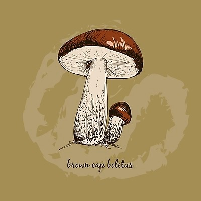 EPS 해외이미지 식물 채소 일러스트 자연 그래픽 세트 검은색 수확 그룹 숲 그림 내추럴 고립 채식주의자 해외202004 해외일러스트 컬러 농업 생태계 채식 파일형식 벡터 이미지허브