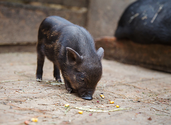 포토 JPG 해외이미지 동물 1 응시 어린이 농업 포유류 자연 돼지고기 사람없음 울타리 햇빛 농장 저녁식사 가축 회색 우유 시골 아기 잠 돼지 그룹 농부 작음 큼 뿌리기 호기심 코 주둥이 멧돼지 외양간 기르기 밭일 수유 해외202004 해외포토 직업 시선 감정 산업 컬러 컨셉 모션 유제품 육류 사람 신체부위 담장 태양 식사 크기 생태계 돌봄 파일형식 이미지허브