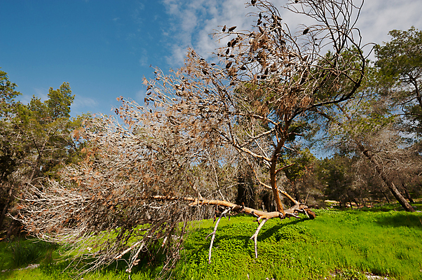 포토 JPG 해외이미지 나무 식물 구름 공원 아시아 중동 자연 하늘 왕관 건조 그림자 풍경 사람없음 야외 초록색 여름 파란색 봄 바위 나뭇가지 죽음 소나무 숲 그늘 장작 자르기 언덕 생태계 통나무 나무껍질 폭풍 침엽수 자원 잡동사니 공터 깨짐 생태학 수목 이스라엘 해외202004 해외포토 자연요소 계절 공공시설 교육 나라 컬러 컨셉 모션 날씨 껍질 돌_바위 서아시아 파일형식 이미지허브