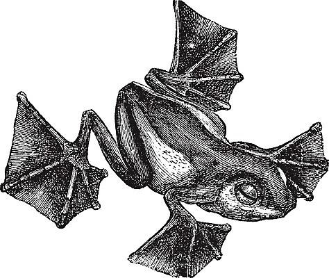 EPS 해외이미지 동물 척추동물 디자인 야생동물 일러스트 개구리 양서류 미술 검은색 수확 골동품 흰색 스케치 그림 생물학 육식 판화 내추럴 고립 동물상 옛날 차단 해외202004 해외일러스트 교육 컬러 농업 문화예술 조형물 파일형식 벡터 이미지허브