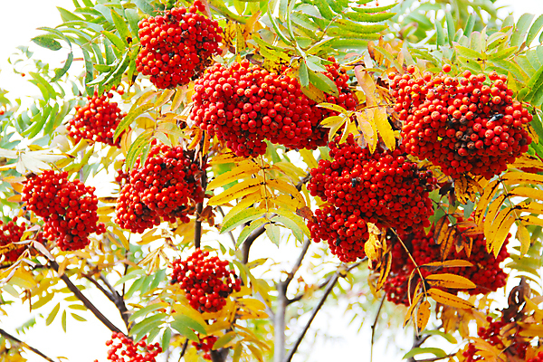 포토 JPG 해외이미지 나무 열매 잎 오렌지 자연 사람없음 빨간색 노란색 가을 나뭇가지 다발 숙성 해외202004 해외포토 식물 계절 컬러 과일 생태계 파일형식 이미지허브