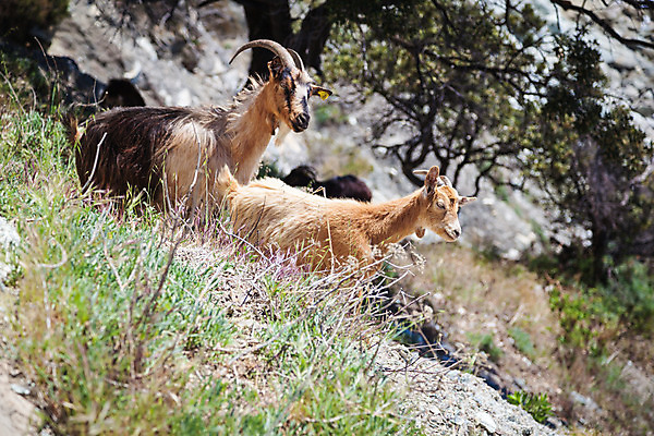 포토 JPG 해외이미지 유럽 섬 여행 자국 자연 하늘 산 풍경 사람없음 야외 초록색 파란색 걷기 계곡 프랑스 오솔길 지중해 언덕 내추럴 프랑스어 코르시카 해외202004 해외포토 문자 나라 길 바다 컬러 모션 생태계 파일형식 이미지허브