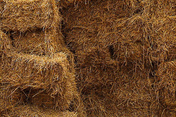 포토 JPG 해외이미지 식물 산업 음식 백그라운드 밭 농업 자연 하늘 건조 풍경 사람없음 야외 초록색 여름 파란색 농작물 농장 농경지 갈색 노란색 쌓기 수확 가을 시골 황금 건초더미 볏짚 먹이 낟알 땅 시리얼 밀 질감 보리 뭉치 밀짚 내추럴 밭일 해외202004 해외포토 계절 컬러 모션 곡류 건초 짚 생태계 파일형식 더미 이미지허브