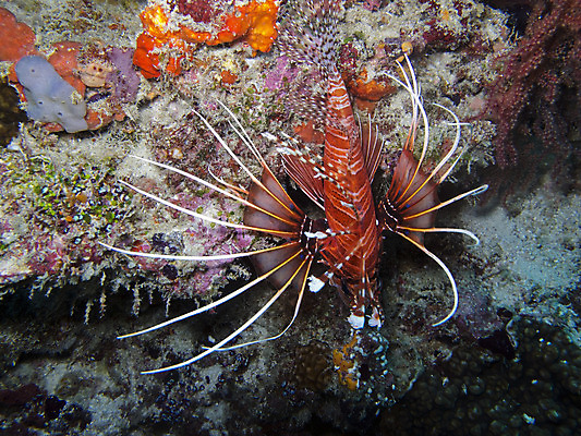포토 JPG 해외이미지 동물 바다 어류 사람없음 수중 점 독약 위험 지느러미 암초 소금물 해외202004 해외포토 컨셉 수중동물 파일형식 이미지허브
