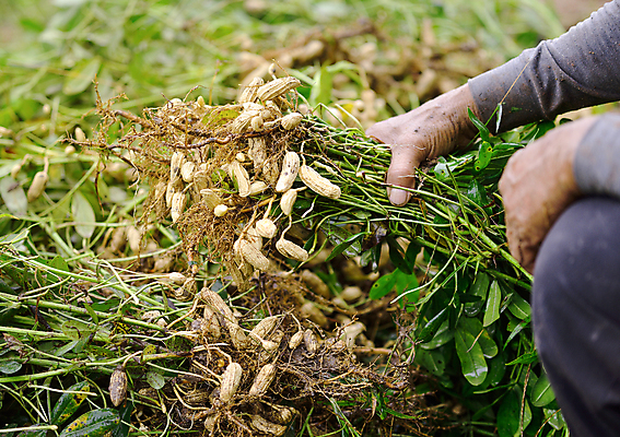 포토 JPG 해외이미지 식물 지구 음식 잎 농업 자연 사람없음 농장 견과류 수확 껍질 신선 농부 날것 뿌리 땅콩 먼지 단백질 해외202004 해외포토 직업 산업 생태계 영양소 파일형식 이미지허브