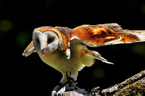 포토 JPG 해외이미지 동물 응시 공원 야생동물 날개 오렌지 자연 조류 사람없음 야외 컬러풀 머리 흰색 우아함 야간 먹이 깃털 부리 육식동물 부엉이 사냥꾼 내추럴 해외202004 해외포토 자연요소 직업 시선 공공시설 컬러 컨셉 과일 신체부위 생태계 파일형식 이미지허브
