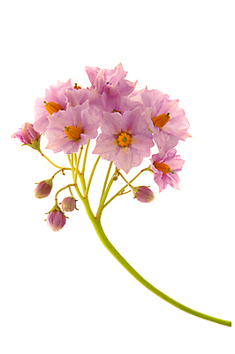 포토 JPG 해외이미지 식물 꽃 백그라운드 채소 감자 사람없음 여름 농장 정원 벚꽃 흰색 개화 고립 해외202004 해외포토 계절 컬러 농업 파일형식 이미지허브