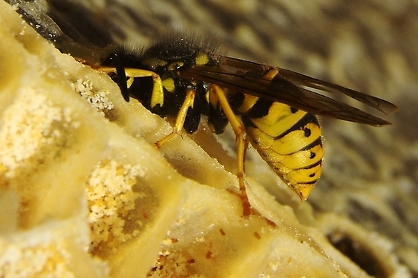 포토 JPG 해외이미지 식물 동물 꽃 음식 곤충 백그라운드 패턴 농업 자연 프레임 세포 건강 사람없음 약 환경 벚꽃 머리빗 황금 닫기 달콤 꿀벌 먹기 영화 유기농 바쁨 꽃가루 꿀 벌집 내추럴 밀랍 식민지 양봉 양봉장 해외202004 해외포토 웰빙 산업 무늬 의학 모션 문화예술 미용용품 맛 벌_곤충 가루 생태계 파일형식 이미지허브