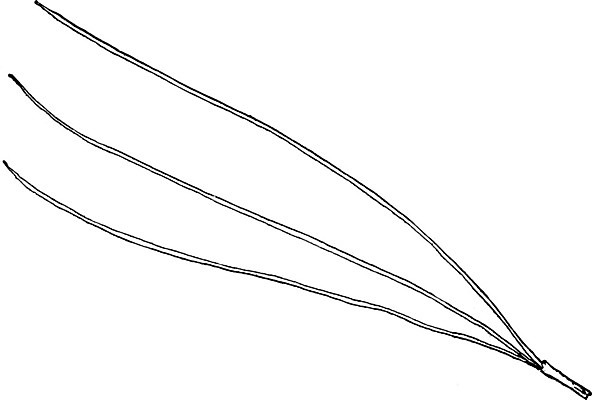 EPS 해외이미지 나무 선 잎 일러스트 3 미술 검은색 수확 흰색 나뭇가지 소나무 그림 판화 원뿔 베어링 해외202004 해외일러스트 도형 식물 컬러 농업 문화예술 파일형식 벡터 이미지허브