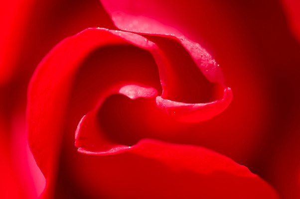 포토 JPG 해외이미지 식물 기념일 꽃잎 꽃 분홍색 결혼 백그라운드 꽃무늬 자연 결혼식 휴식 발렌타인데이 선물 사랑 사람없음 빨간색 장미 벚꽃 신선 화려 우아함 심볼 향수 묘사 향기 냄새 아로마 열정 아로마테라피 악취 접기 파스텔톤 해외202004 해외포토 감정 컬러 컨셉 무늬 모션 데이이벤트 이벤트 화장품 생태계 테라피 파일형식 이미지허브