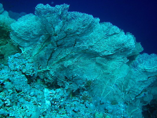 포토 JPG 해외이미지 야생동물 바다 자연 이집트 사람없음 수중 산호 해외202004 해외포토 동물 아프리카 자포동물 생태계 파일형식 이미지허브