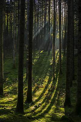 포토 JPG 해외이미지 나무 식물 계절 공원 단풍 낙엽 잎 자연 그림자 풍경 사람없음 야외 목재 빨간색 세로 초록색 빛 컬러풀 햇빛 태양 노란색 일출 환경 어둠 황혼 새벽 안개 광선 가을 시골 황금 숲 신비 10월 내추럴 줄서기 해외202004 해외포토 자연요소 공공시설 컬러 컨셉 재료 모션 날씨 노을 일몰 날짜 생태계 파일형식 이미지허브