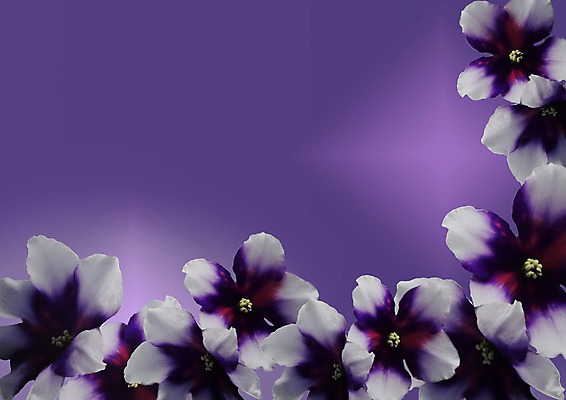 포토 JPG 해외이미지 식물 1 디자인 배너 꽃잎 꽃 백그라운드 잎 꽃무늬 패턴 자연 휴가 프레임 발렌타인데이 사랑 사람없음 장식 여름 파란색 우주 보라색 봄 벚꽃 흰색 인사 신용카드 생일 제비꽃 엽서 멸종 라일락 고립 영원 이국적 해외202004 해외포토 계절 기념일 감정 컬러 무늬 데이이벤트 금융 예절 편지 생태계 파일형식 이미지허브