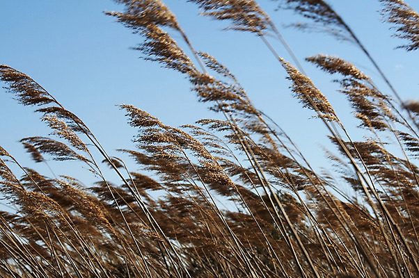 포토 JPG 해외이미지 밭 자연 하늘 바람 날씨 풍경 사람없음 야외 여름 파란색 노란색 환경 봄 가을 시골 신선 고독 유기농 평야 해외202004 해외포토 자연요소 웰빙 계절 감정 컬러 농업 생태계 파일형식 이미지허브