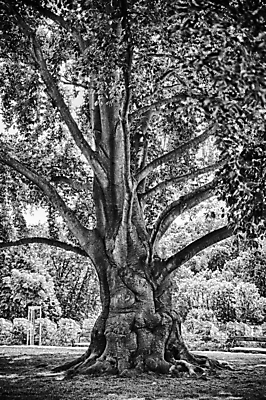 포토 JPG 해외이미지 나무 식물 백그라운드 잎 패턴 자연 표면 추상 따뜻함 이끼 풍경 사람없음 목재 초록색 빛 컬러풀 갈색 노란색 환경 맑음 젖음 나뭇가지 거친 숲 큼 묘사 질감 나무껍질 공상 마법 거인 내추럴 깊이 땅바닥 옛날 해외202004 해외포토 컬러 무늬 재료 날씨 바닥 껍질 크기 생태계 파일형식 이미지허브