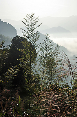 포토 JPG 해외이미지 나무 구름 산 사람없음 초록색 태양 일출 중국 안개 개울 숲 대나무 에코 해외202004 해외포토 자연요소 식물 아시아 컬러 날씨 강 노을 환경 파일형식 이미지허브