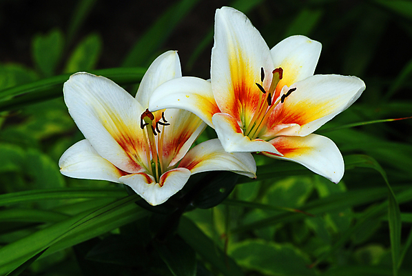 포토 JPG 해외이미지 식물 계절 꽃잎 꽃 선 2 꽃무늬 오렌지 자연 벽지 사람없음 장식 빨간색 컬러풀 노란색 봄 벚꽃 흰색 신선 닫기 소프트포커스 순수 묘사 꽃가루 내추럴 꽃수술 블러 해외202004 해외포토 컬러 컨셉 무늬 과일 모션 촬영기법 가루 생태계 파일형식 이미지허브