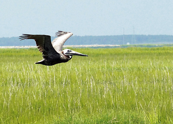 포토 JPG 해외이미지 계절 야생동물 바다 날개 자연 조류 하늘 휴가 풍경 사람없음 야외 물 여름 파란색 빛 컬러풀 햇빛 태양 맑음 흰색 펠리컨 내추럴 해외202004 해외포토 자연요소 동물 컬러 날씨 생태계 파일형식 이미지허브