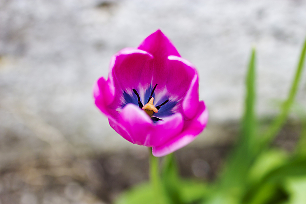 포토 JPG 해외이미지 나무 식물 계절 꽃잎 꽃 분홍색 백그라운드 잎 꽃무늬 밭 자연 하늘 풍경 사람없음 초록색 여름 빛 컬러풀 햇빛 태양 일출 정원 맑음 봄 벚꽃 흰색 나뭇가지 신선 개화 체리 4월 원예 데이지 내추럴 해외202004 해외포토 자연요소 컬러 무늬 농업 과일 날씨 취미 노을 날짜 생태계 파일형식 이미지허브