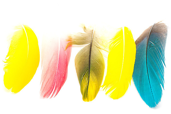 포토 JPG 해외이미지 백그라운드 패턴 조류 추상 사람없음 장식 빛 세트 컬러풀 회색 흰색 그룹 매끈함 수집 깃털 묘사 오브젝트 앵무새 내추럴 고립 해외202004 해외포토 동물 컬러 무늬 감각 파일형식 이미지허브