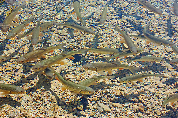 포토 JPG 해외이미지 동물 호수 음식 자연 낚시 어류 사람없음 야외 물 강 갈색 수중 수영 액체 그룹 큼 내추럴 민물 많음 해외202004 해외포토 자연요소 컬러 컨셉 레저 수중동물 수상스포츠 크기 생태계 파일형식 이미지허브