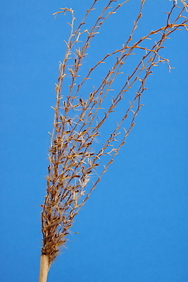 포토 JPG 해외이미지 식물 줄기 자연 건조 씨앗 사람없음 갈색 정원 가을 해외202004 해외포토 계절 컬러 생태계 파일형식 이미지허브