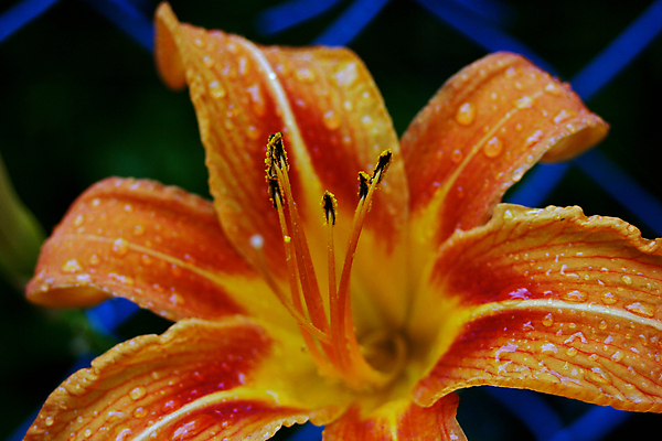 포토 JPG 해외이미지 식물 꽃잎 꽃 채소 오렌지 자연 사람없음 야외 정원 닫기 빗방울 해외202004 해외포토 과일 모션 비_날씨 생태계 파일형식 이미지허브