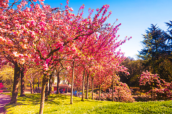 포토 JPG 해외이미지 나무 식물 전통 계절 공원 아시아 문화 호수 분홍색 단풍 낙엽 잎 오렌지 자연 휴식 어류 동양인 사람없음 야외 장식 가로 초록색 물 여름 조각상 정원 일본 침묵 활발 프랑스 벚꽃 연못 최고 체리 아치 장면 분재 잉어 내추럴 정중 테마 해외202004 해외포토 자연요소 공공시설 꽃 유럽 나라 컬러 컨셉 과일 인종 조형물 수중동물 소리 생태계 파일형식 이미지허브