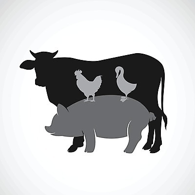 EPS 해외이미지 동물 손 디자인 실루엣 음식 일러스트 자연 오리 육류 돼지고기 세트 농장 라벨 검은색 치킨 가축 소고기 수확 흰색 토끼 신선 돼지 소 수집 문신 심볼 사인 그림 윤곽 배지 제비 수탉 고립 동물상 마스코트 암탉 엘리먼트 정육점 해외202004 해외일러스트 컬러 농업 식재료 포유류 조류 프레임 촬영기법 신체부위 반려동물 조형물 상점 닭 암컷 수컷 생태계 닭고기요리 파일형식 벡터 이미지허브