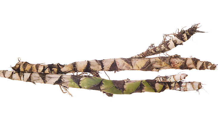 포토 JPG 해외이미지 식물 자연 사람없음 초록색 허브 향신료 흰배경 뿌리 해외202004 해외포토 컬러 백그라운드 흰색 생태계 향미료 파일형식 이미지허브