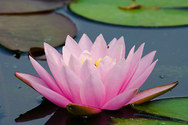 포토 JPG 해외이미지 식물 공원 꽃잎 꽃 선 분홍색 백그라운드 잎 꽃무늬 자연 동양인 사람없음 야외 빨간색 반사 평화 환경 정원 거울 자유 벚꽃 연못 개화 묘사 명상 싱글 엽서 내추럴 이국적 해외202004 해외포토 공공시설 컬러 컨셉 무늬 인종 편지 생태계 파일형식 이미지허브