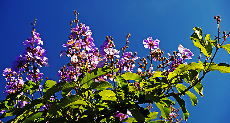 포토 JPG 해외이미지 식물 꽃잎 꽃 분홍색 백그라운드 자연 동양인 사람없음 개화 주름 질감 정맥 얇은 해외202004 해외포토 컬러 인종 생태계 혈관 파일형식 이미지허브