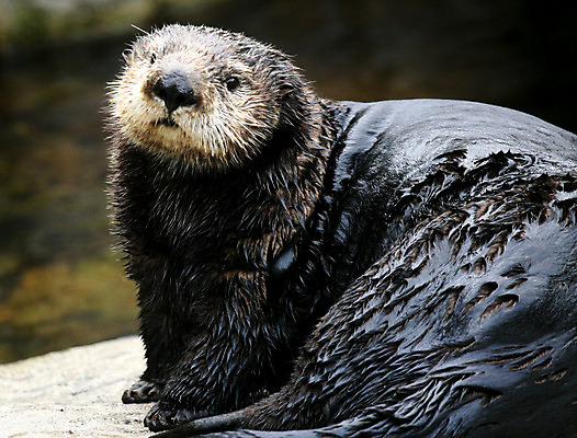 포토 JPG 해외이미지 공원 바다 캐나다 영국 사람없음 세계 여행객 수중 콜롬비아 모피 수족관 벤쿠버 해외202004 해외포토 공공시설 유럽 북아메리카 사람 남아메리카 파일형식 이미지허브