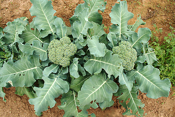 포토 JPG 해외이미지 음식 밭 농업 다이어트 채소 건강 사람없음 초록색 농장 머리 식사 저녁식사 당근 신선 시장 브로콜리 먹기 유기농 날것 건강식 내추럴 해외202004 해외포토 웰빙 산업 컬러 모션 뿌리채소 신체부위 파일형식 이미지허브