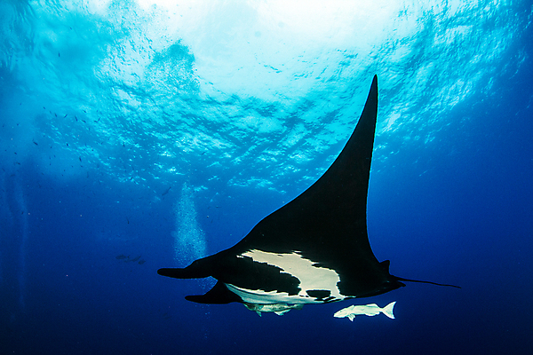 포토 JPG 해외이미지 동물 야생동물 바다 여행 백그라운드 자연 멕시코 어류 사람없음 야외 물 파란색 검은색 바닷속 수중 광선 산호 다이빙 깊이 해외202004 해외포토 자연요소 컬러 북아메리카 수영 수중동물 자포동물 생태계 수중스포츠 파일형식 이미지허브