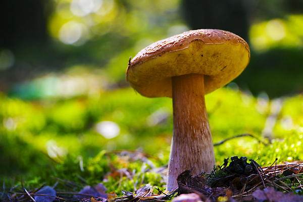 포토 JPG 해외이미지 나무 식물 계절 음식 백그라운드 다이어트 채소 자연 건강 이끼 사람없음 목재 초록색 빛 태양 갈색 맑음 식사 버섯 성장 광선 가을 흰색 신선 숲 큼 수분 유기농 날것 내추럴 곰팡이 그물버섯 식용 채식주의자 캡모자 해외202004 해외포토 자연요소 모자_잡화 웰빙 컬러 재료 날씨 크기 생태계 채식 파일형식 이미지허브