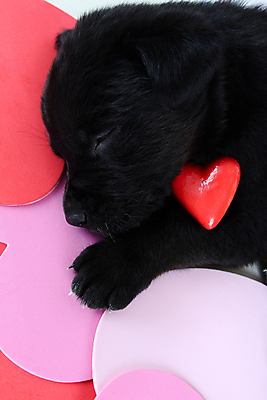 포토 JPG 해외이미지 동물 새끼 분홍색 포유류 휴식 발렌타인데이 실험 선물 사람없음 장식 빨간색 반려동물 검은색 코트 흰색 마음 잠 개 리트리버 강아지 작음 래브라도리트리버 사냥개 송곳니 기르기 동반자 복종 유래 해외202004 해외포토 컬러 컨셉 데이이벤트 외투 치아 크기 돌봄 파일형식 이미지허브