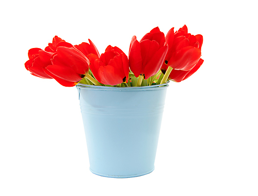 포토 JPG 해외이미지 식물 꽃 꽃다발 전구 자연 사람없음 빨간색 여름 파란색 봄 튤립 양동이 네덜란드 고립 해외202004 해외포토 계절 유럽 컬러 생태계 파일형식 이미지허브