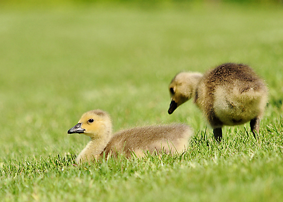 포토 JPG 해외이미지 호수 야생동물 자연 조류 병아리 사람없음 야외 아기 신생아 연못 습지 거위 물새 해외202004 해외포토 동물 사람 생태계 파일형식 이미지허브