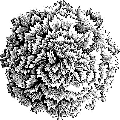 EPS 해외이미지 식물 꽃 선 일러스트 미술 정원 검은색 미국 수확 흰색 그림 판화 깔대기 더블 피튜니아 해외202004 해외일러스트 컬러 북아메리카 농업 문화예술 파일형식 벡터 이미지허브