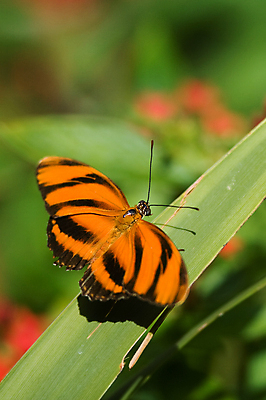 포토 JPG 해외이미지 동물 한마리 야생동물 나비 곤충 잎 북아메리카 날개 자연 사람없음 야외 아웃포커스 세로 컬러풀 미국 동물상 마이애미 플로리다 해외202004 해외포토 식물 1 컬러 촬영기법 아메리카 조형물 생태계 파일형식 이미지허브