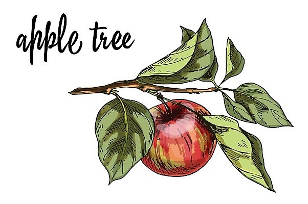 EPS 해외이미지 나무 식물 음식 백그라운드 잎 농업 다이어트 과일 일러스트 자연 디저트 건강 미술 빨간색 빛 반사 정원 수확 가을 흰색 나뭇가지 신선 달콤 사과 9월 만화 먹기 오브젝트 싱글 그림 유기농 내추럴 고립 숙성 채식주의자 해외202004 해외일러스트 웰빙 계절 산업 컬러 모션 문화예술 날짜 맛 생태계 채식 파일형식 벡터 이미지허브