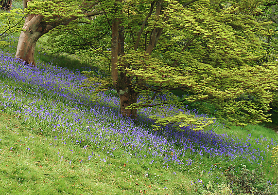 포토 JPG 해외이미지 계절 꽃 날씨 잉글랜드 사람없음 파란색 봄 카펫 시골 블루벨 삼림지대 해외202004 해외포토 식물 컬러 영국 숲 파일형식 이미지허브