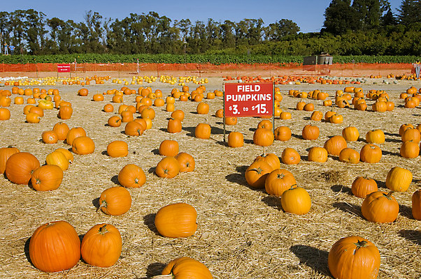 포토 JPG 해외이미지 계절 밭 오렌지 과일 부분 호박 사람없음 장식 농장 수확 가을 원형 볏짚 11월 다발 수집 박 스쿼시 10월 해외202004 해외포토 도형 스포츠 농업 채소 구기 날짜 짚 파일형식 이미지허브