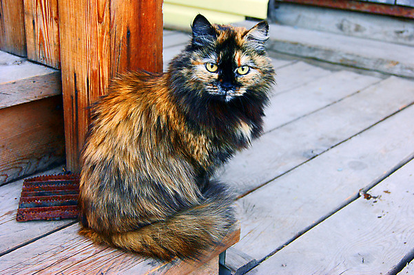 포토 JPG 해외이미지 1 응시 장난 털 사랑 사람없음 고양이 우정 아기 육식동물 솜털 해외202004 해외포토 동물 시선 감정 포유류 사람 친구 반려동물 파일형식 이미지허브