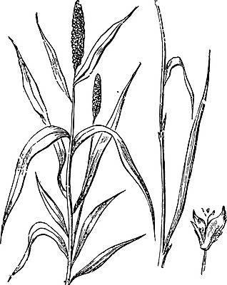 EPS 해외이미지 식물 줄기 잎 농업 일러스트 미술 검은색 수확 골동품 성장 흰색 역사 낟알 시리얼 밀 그림 판화 수수 옛날 해외202004 해외일러스트 산업 음식 컬러 문화예술 곡류 파일형식 벡터 이미지허브