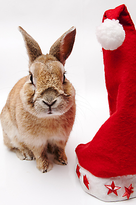 포토 JPG 해외이미지 동물 크리스마스 포유류 털 사람없음 반려동물 흰색 토끼 달콤 작음 모피 귀 고립 해외202004 해외포토 기념일 컬러 신체부위 맛 크기 파일형식 이미지허브